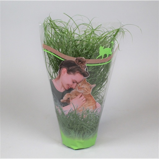 [PLANT004] Plant voor katten (Kattengras) 8 x 1 st.