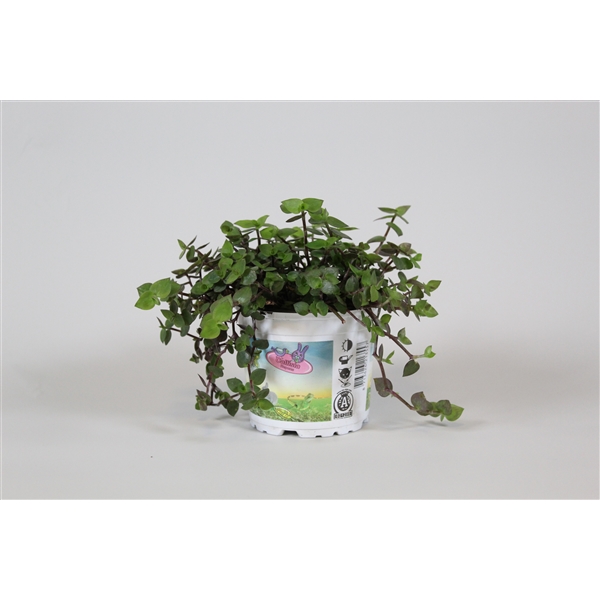 Plant voor Vogel & Schildpadden 8 x 1 st.