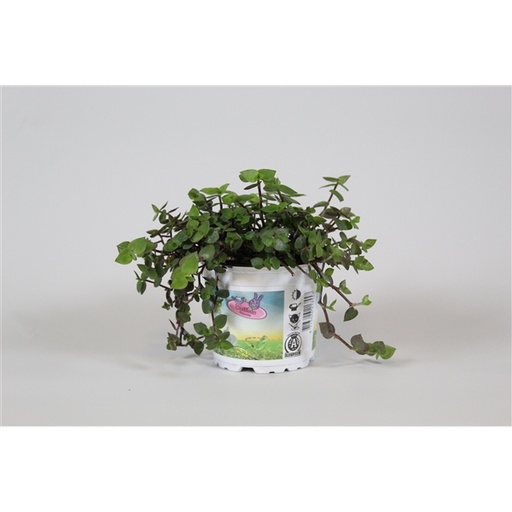 [PLANT006] Plant voor Vogel & Schildpadden 8 x 1 st.