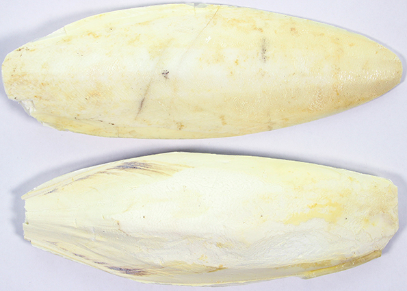 Sepiaschalen 10-12 Inch 5 kg.