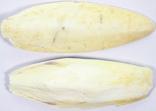 [E30093] Sepiaschalen 10-12 Inch 5 kg.