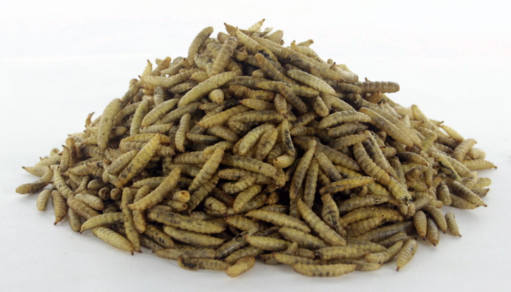 BSF Black Soldier Fly wormen Stukgoed 1 kg.