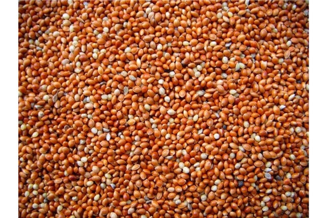 Tijssen Panicum Rood 25 kg.