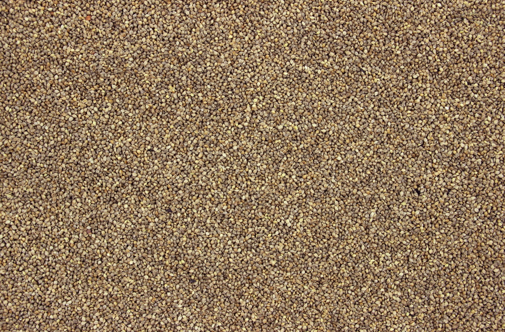 Tijssen Milletzaad Japans 25 kg.