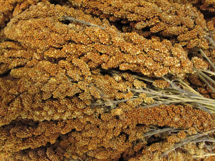 Tijssen Trosgierst Frans Rood 25 kg.