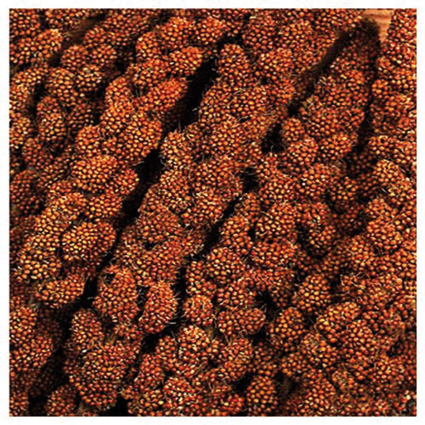Tijssen Trosgierst Chinese Rood 8 inch 15 kg.
