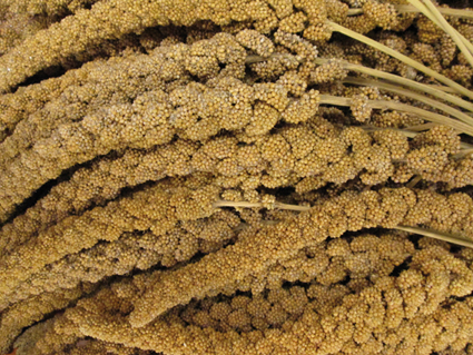 Tijssen Trosgierst Frans Geel 25 kg.