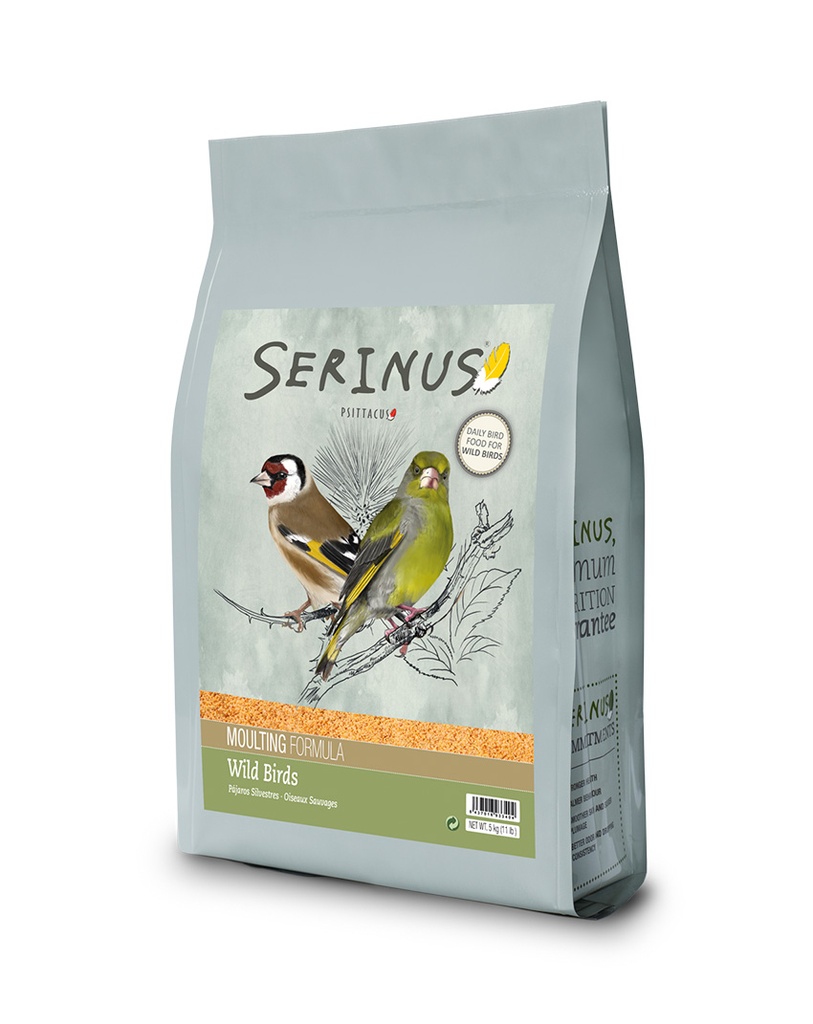 Serinus Wild Birds Moulting